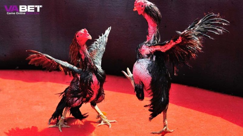 Lợi ích tham gia cược đá gà Vabet